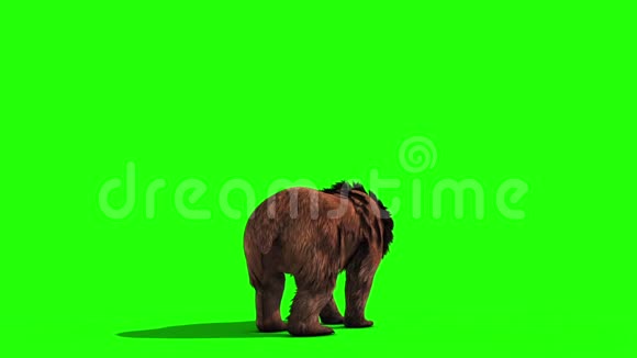 棕熊攻击循环后绿幕3D渲染动画视频的预览图