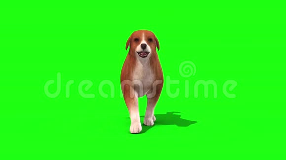 棕色大狗步行自行车前绿色屏幕三维渲染动画视频的预览图