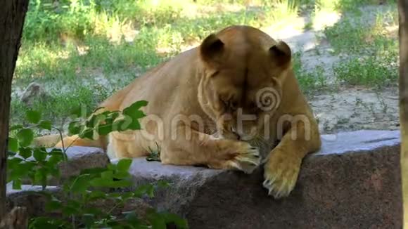 在阳光明媚的一天一只母狮子正在动物园里用滑稽的方式舔它的爪子视频的预览图