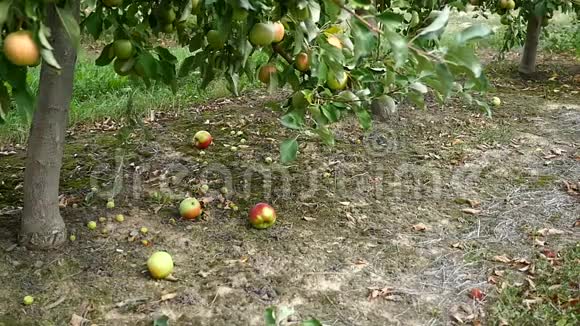 草地上的苹果水果视频的预览图