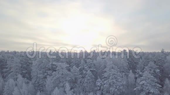 森林中白雪覆盖的树顶视频的预览图