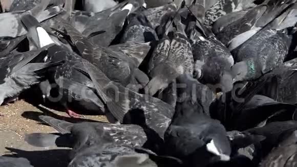 在斯洛莫一群灰鸽子在阳光明媚的广场上吃粮视频的预览图
