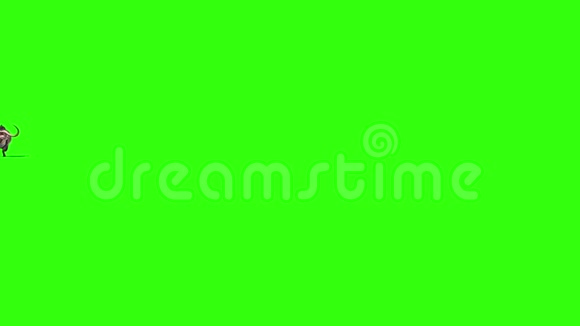 野牛跑动物角绿色屏幕3D渲染动画视频的预览图