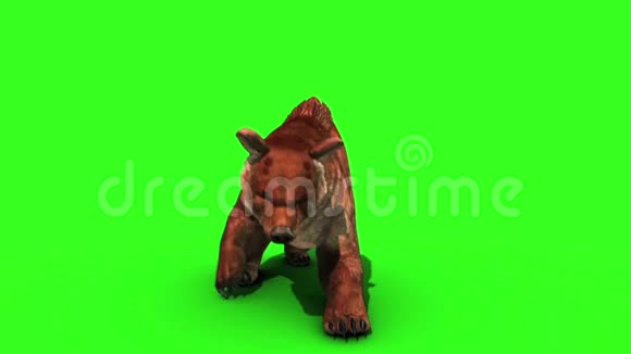棕熊攻击前绿幕3D渲染动画循环视频的预览图