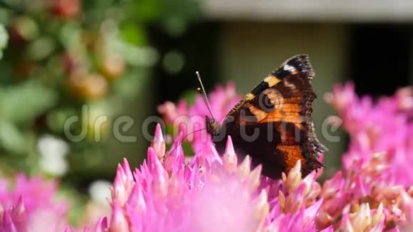 黑色和橙色的蝴蝶坐在粉红色的花上4K视频的预览图