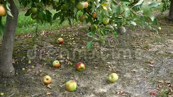 草地上的苹果水果视频的预览图