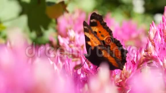 黑色和橙色的蝴蝶坐在粉红色的花上4K视频的预览图