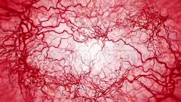 人血管3D环动画红色毛细血管白色背景上的眼血解剖学背景医学概念视频的预览图