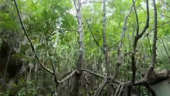 热带红树林的皮划艇视频的预览图