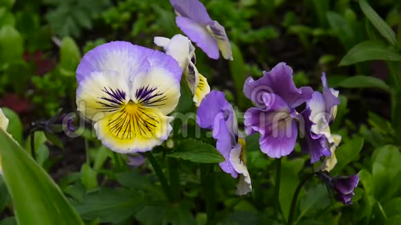 有不同颜色的花盘微风带着紫罗兰的花朵穿过田野视频高清拍摄视频的预览图