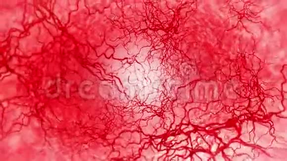 人血管3D环动画红色毛细血管白色背景上的眼血解剖学背景医学概念视频的预览图