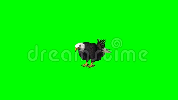 鹰吃1绿色屏幕视频的预览图