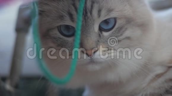 一只迷人的灰色猫的特写镜头蓝色的眼睛慢动作视频的预览图