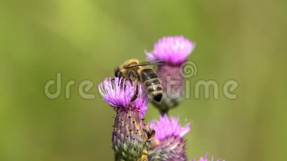 蜜蜂在紫罗兰花上采蜜视频的预览图