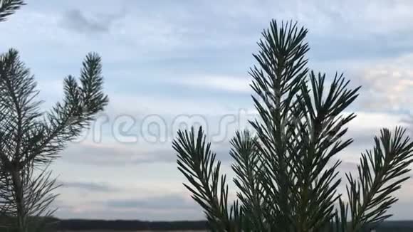 带针的树枝迎风移动视频的预览图