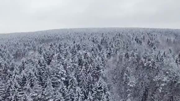 4K在北方降雪的冬季森林上空飞行和起飞鸟瞰视频的预览图
