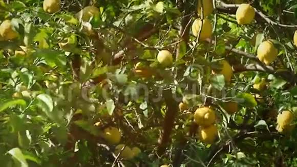柠檬树全光泄漏视频的预览图