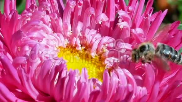 粉红的米迦勒玛戴西或阿斯特蜜蜂视频的预览图