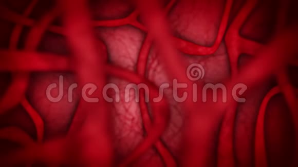 红色血管的人体心脏血管系统心跳动画医学概念静脉和动脉循环系统脉搏视频的预览图