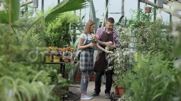 漂亮的夫妇在温室里工作男园丁用围裙给植物浇水而他的女朋友视频的预览图