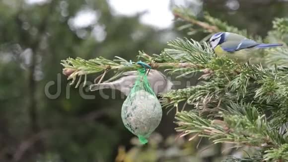 蓝雀和家雀在鸟肥球上寻找种子视频的预览图
