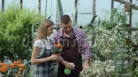 漂亮的夫妇在温室里工作穿着围裙的园丁用花园喷雾器浇花视频的预览图