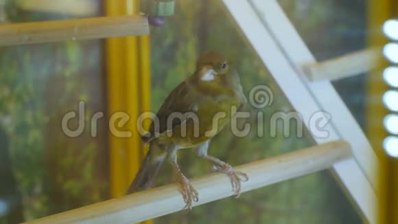 绿棕色的鸟坐在栖木上欢快地歌唱视频的预览图