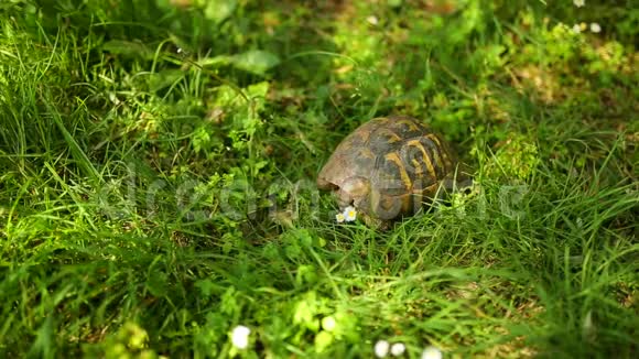 草里的陆龟在米洛克公园靠近奥岛视频的预览图
