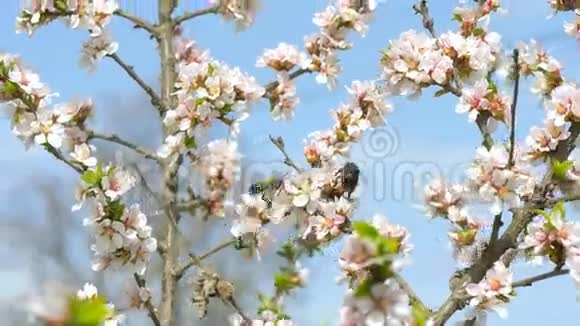蜜蜂攻击大黄蜂视频的预览图