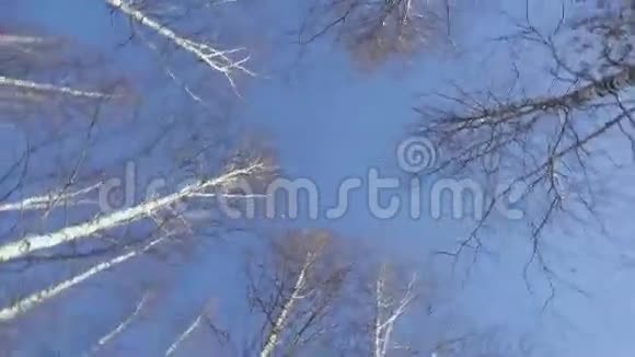 在森林里树梢顶着天空视频的预览图