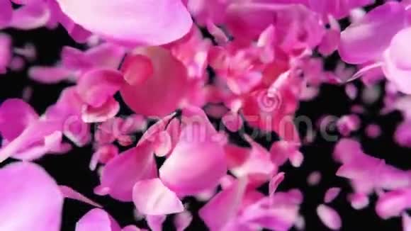 粉红色玫瑰花瓣4K环状背景视频的预览图