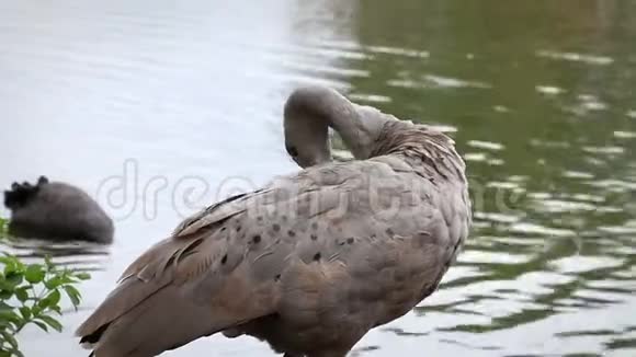 开普巴伦鹅清理羽毛视频的预览图