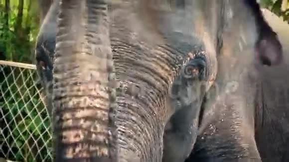大象在动物园里爬起来视频的预览图