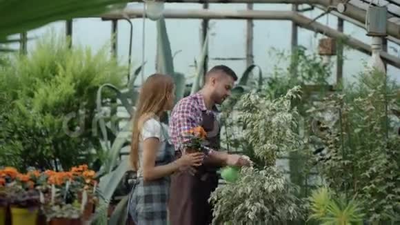 漂亮的夫妇在温室里工作穿着围裙的园丁用花园喷雾器浇花视频的预览图