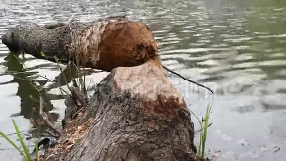 倒下的树被海狸砍倒了视频的预览图