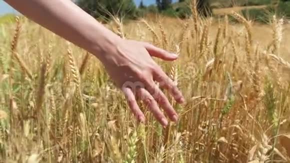 夏季白天在金田上的小麦穗黑麦在风中缓慢摇摆视频的预览图