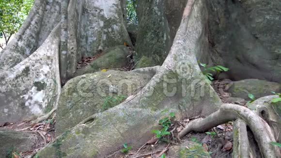 雨林树木的巨大根视频的预览图