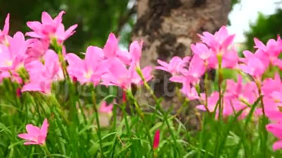 粉红色的紫花菊随风飘动视频的预览图