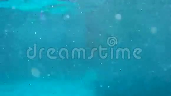水下射击海豚高速游过镜头形成大量的水溅在池中视频的预览图