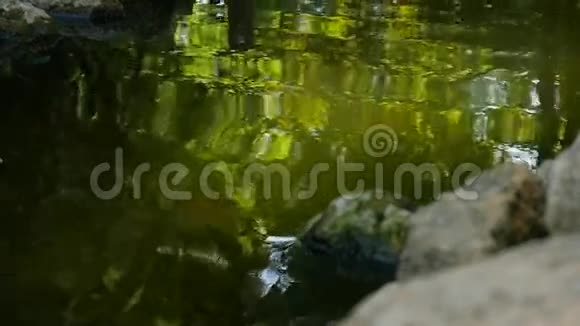 池塘里的水面在水面上盘旋视频的预览图