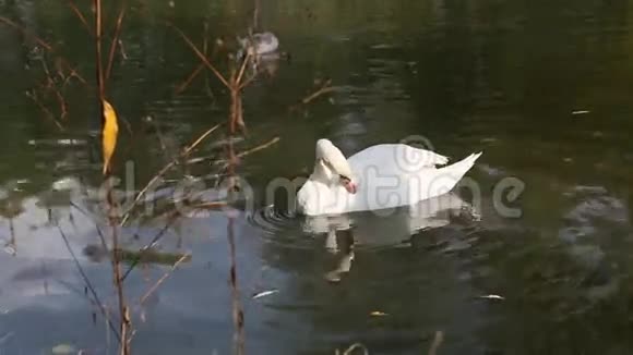 白天鹅漂浮在湖面上视频的预览图