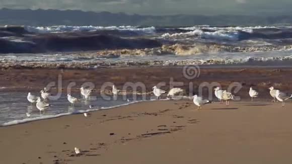 暴风雨的大海和海滩上的鸟群视频的预览图