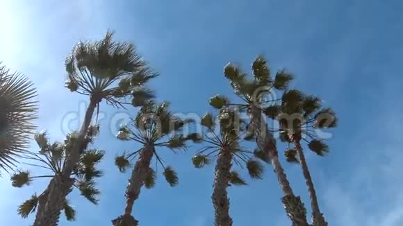 风在蓝天上摇动棕榈树视频的预览图