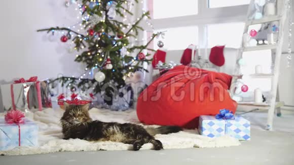 有趣的懒散缅因州库恩猫圣诞老人躺在美丽的新年装饰冷杉树慢动作3840x2160视频的预览图