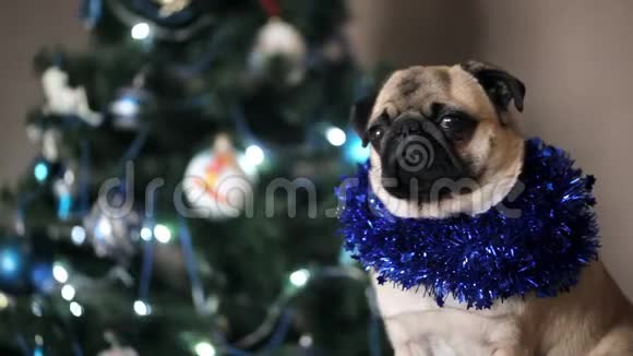 可爱的小狗穿着圣诞套装看着圣诞树背景上的相机视频的预览图