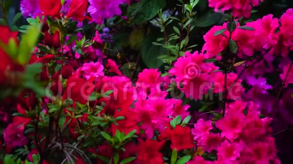 柔和的粉红色花朵生长在家庭花园视频的预览图
