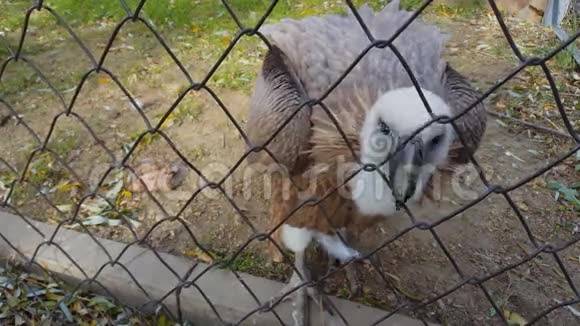 动物园笼子里的鹰鸟视频的预览图