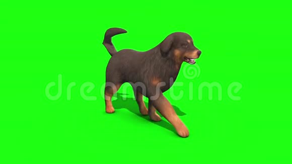 黑色大狗行走循环绿色屏幕三维渲染动画视频的预览图