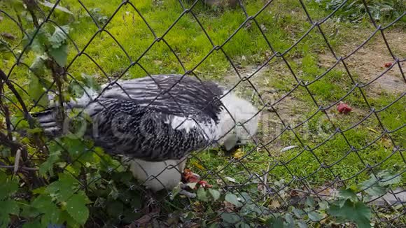 动物园笼子里的鹰鸟视频的预览图