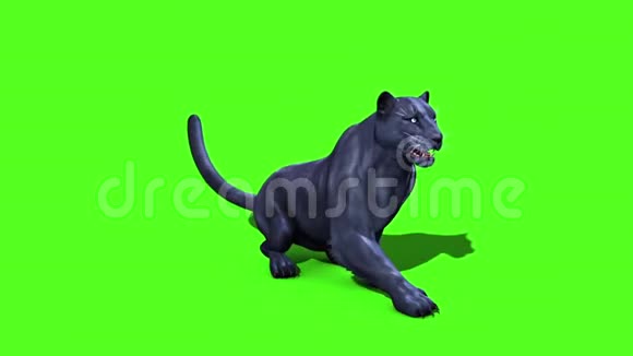 黑豹猫休息绿屏边3D渲染动画动物视频的预览图